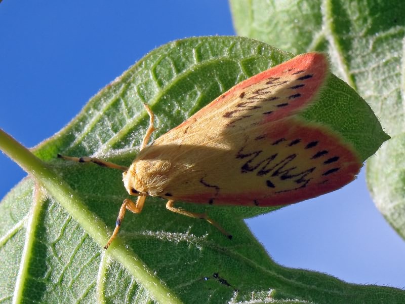 Miltochrista miniata (Forster, 1771)